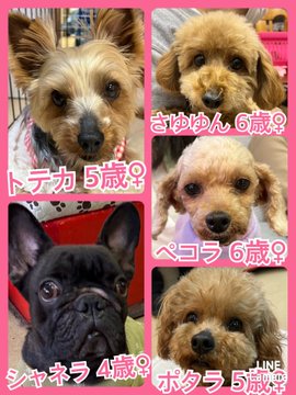 🐾今日の里親様募集中ワンコ🐶メンバーです🐾2023,4,2【保護犬カフェ天神橋店】